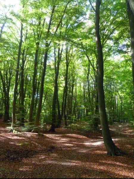 Epping Forest